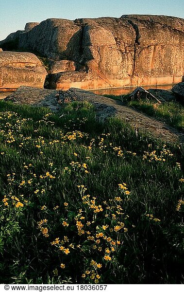 Sumpfdotterblume und Fjord  Sumpfdotterblumen (Caltha palustris)  Bohuslän (Europa) (Frühling) (spring) (Landschaften) (landscapes) (Pflanzen) (Blumen) (Hahnenfußgewächse) (Ranunculaceae)  Ramsvikslanding  Bohuslan  Schweden  Europa
