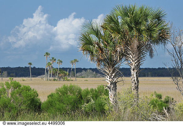 Sumpfige Landschaft  Alfred A. Mc Kethan  Pine Island Park  in der Nähe von Spring Hill  Florida  USA  USA  Amerika  Bäume