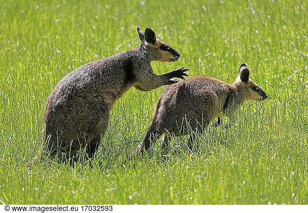 Sumpfwallaby (Wallabia bicolor)  adult  Paar  Sozialverhalten  Cuddly Creek  South Australia  Australien  Ozeanien