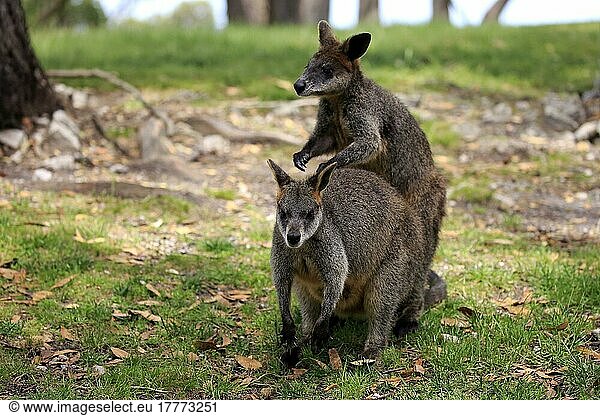 Sumpfwallaby (Wallabia bicolor)  erwachsenes Paar  Sozialverhalten  Mount Lofty  Südaustralien  Australien  Ozeanien