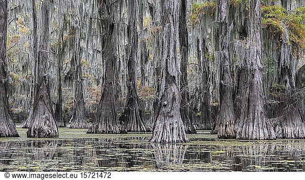 Sumpfzypressen (Taxodium distichum) im Herbst mit Spanischem Moos (Tillandsia usneoides)  Atchafalaya-Becken  Louisiana  USA  Nordamerika
