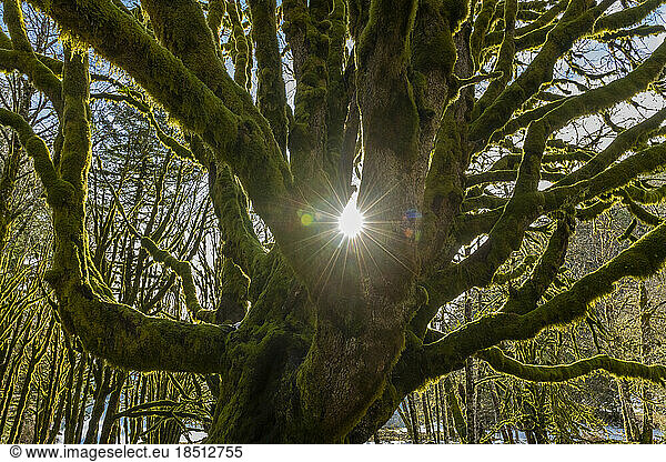 Sun coming through mossy tree in Olympic National Park