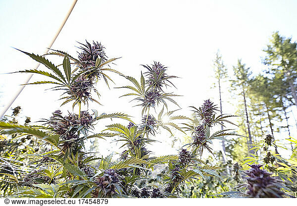 sun flare behind flowering Berry Diesel cannabis plants