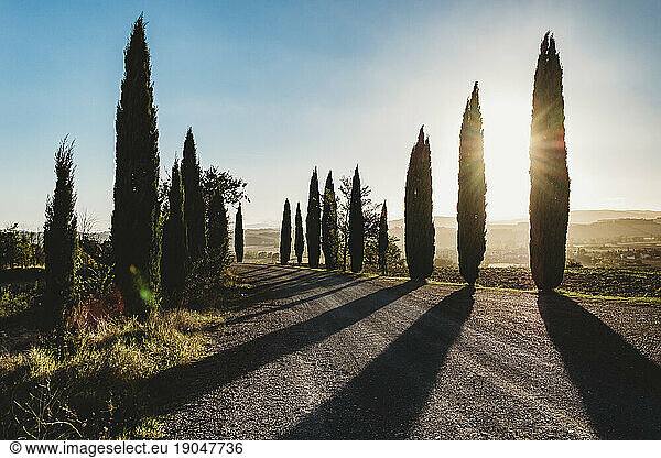 Sun glowing through Cypress trees on road in Tuscany  Italy