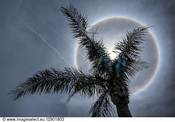Sun halo creates dazzling circle in Florida sky behind palm tree