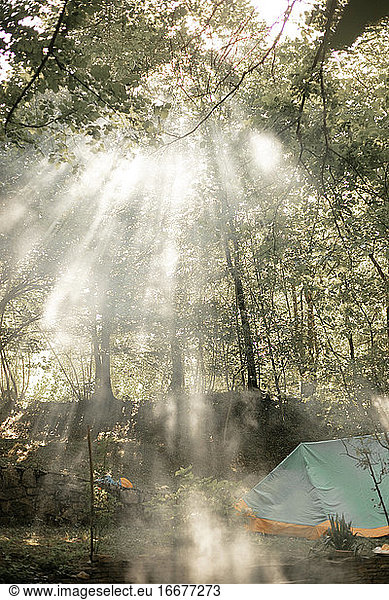 Sun rays breaking trough trees in forest