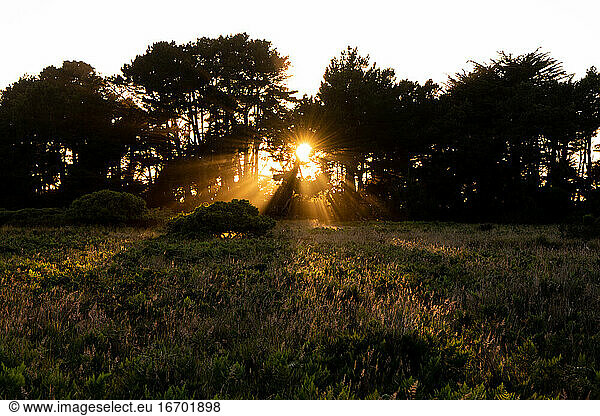 Sun rays shining through row of trees onto field in California