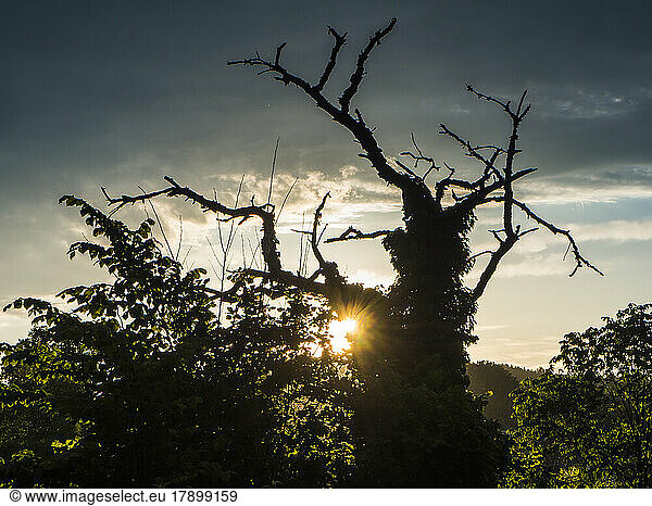 Sun setting behind old tree in Upper Palatinate forest