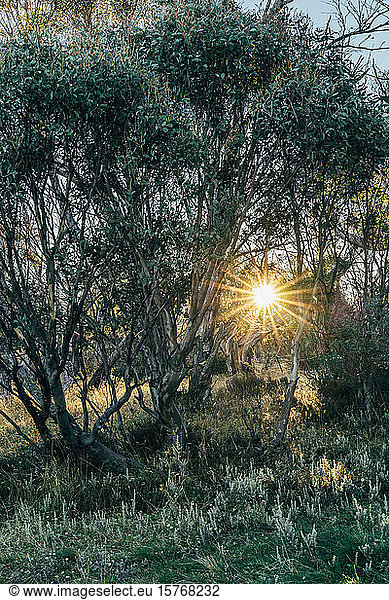 Sun shining behind trees Alpine National Park Australia