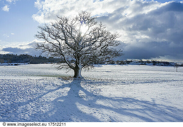 Sun shining over bare oak tree in winter