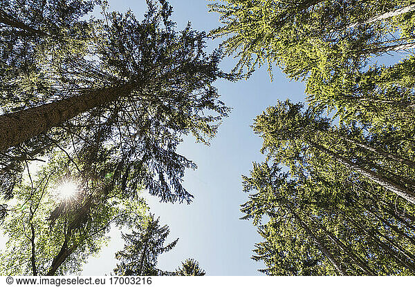 Sun shining over canopies of spruce trees in Thuringian Forest