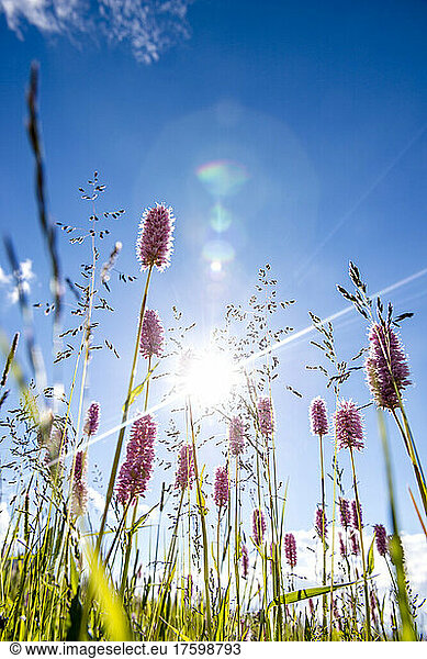 Sun shining over wildflowers blooming in alpine meadow