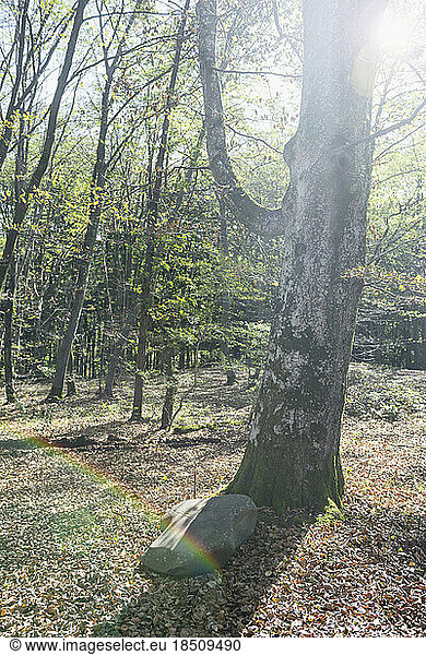 Sun shining through beech trees (Fagus sylvatica) in forest  Bavaria  Germany