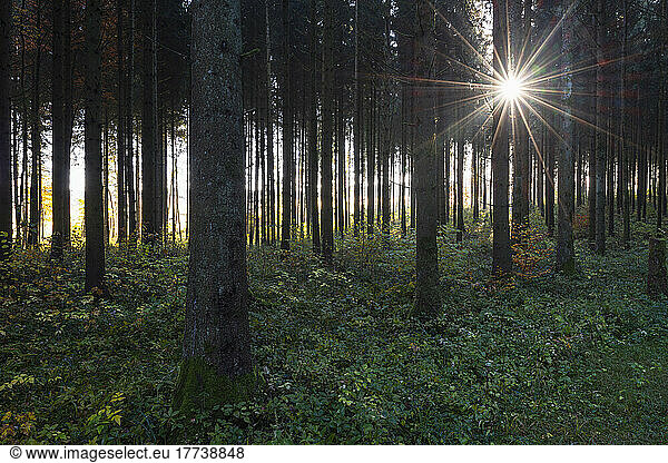 Sun shining through branches of forest trees in autumn
