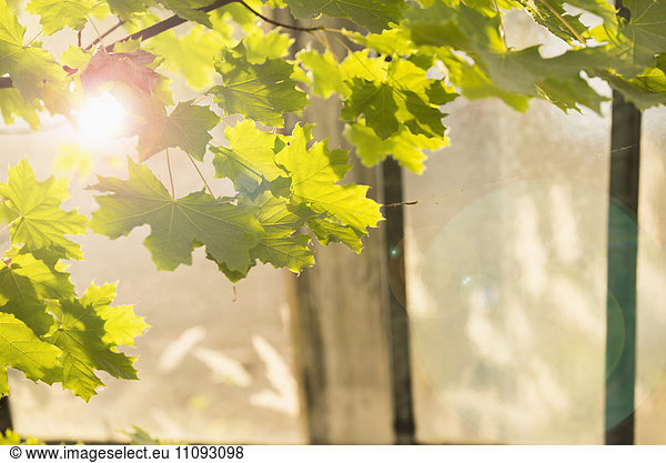 Sun shining through maple leaves in greenhouse  Munich  Bavaria  Germany