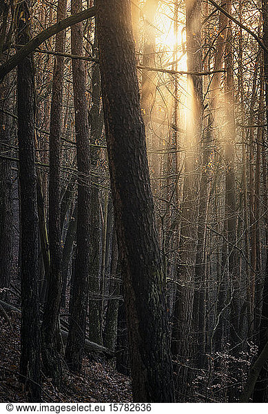 Sun shining through pine forest  Hauenstein  Rhineland-Palatinate  Germany
