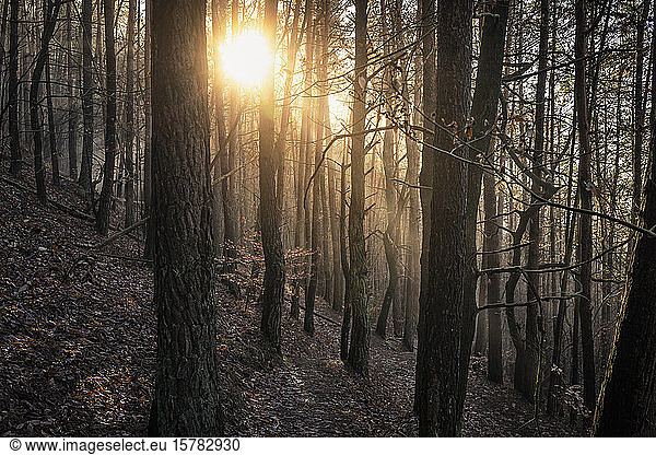 Sun shining through pine forest  Hauenstein  Rhineland-Palatinate  Germany