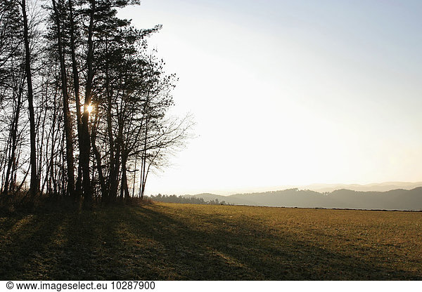 sun shining through trees in field  Bavaria  Germany