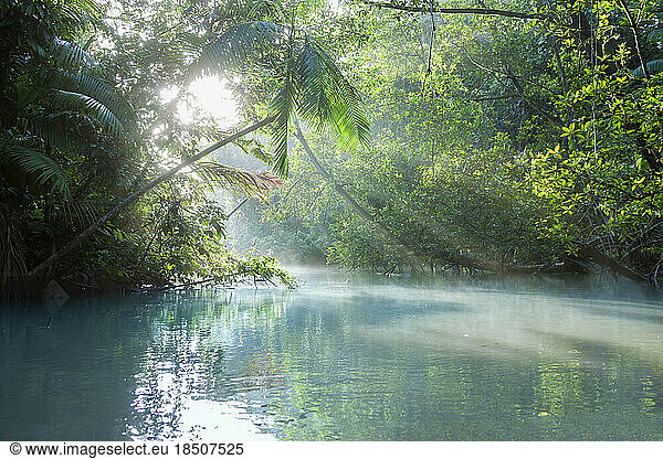 Sun shining through trees on river  Orinoco River  Orinoco Delta  Venezuela