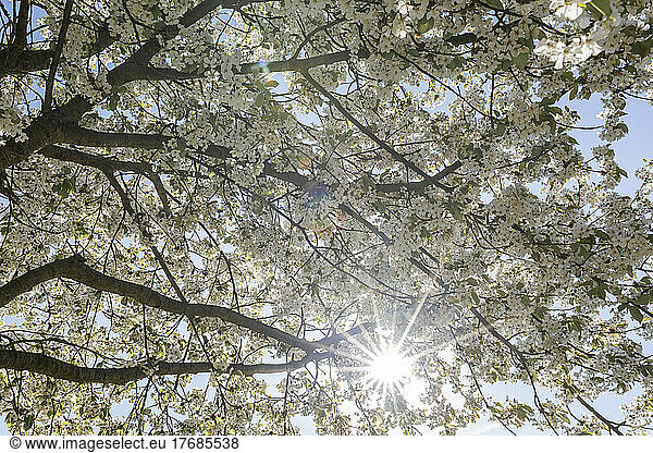 Sun shining through white branches of blossoming cherry tree