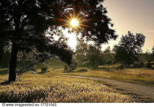 Sun Star Sunrise Summer Meadows Nature