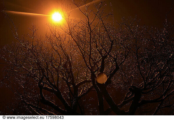 Sunbeam on bare tree in winter park at sunset