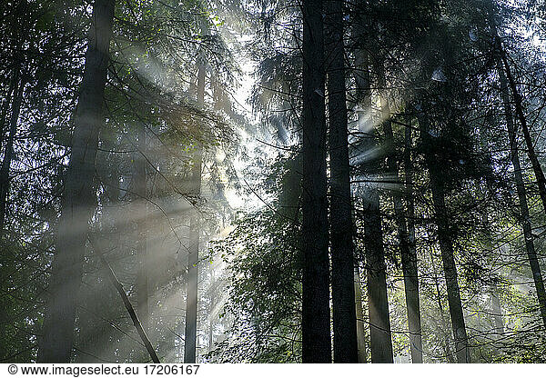 Sunbeam streaming through trees in forest