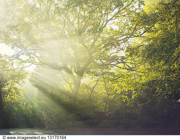 Sunbeams through trees  Caldy  Wirral  England