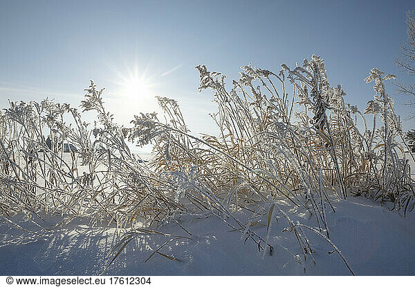 Sunburst over frost-covered grasses; Thunder Bay  Ontario  Canada