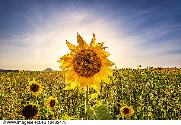 Sunflower blooming in agricultural field on sunny day