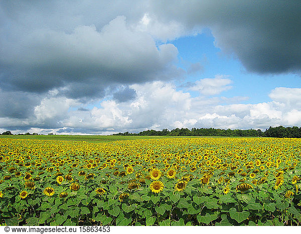 Sunflower Field and Blue Skies Upstate New York