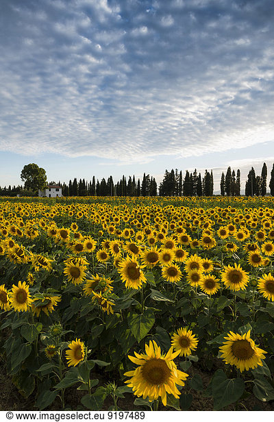 Sunflower field and cypress trees  near Piombino  Province of Livorno  Tuscany  Italy