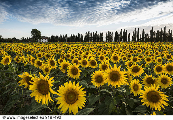 Sunflower field and cypress trees  near Piombino  Province of Livorno  Tuscany  Italy
