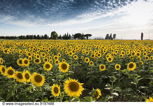 Sunflower field with pine trees and cypress trees  near Piombino  Province of Livorno  Tuscany  Italy