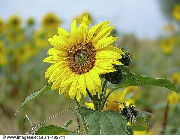 Sunflower (Helianthus annuus) in the oat field