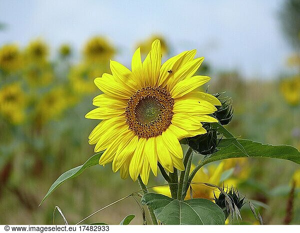 Sunflower (Helianthus annuus) in the oat field