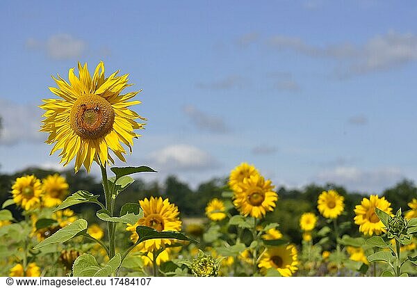 Sunflower (Helianthus annuus) Sunflower field
