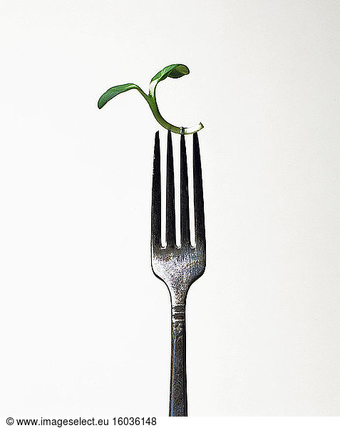 Sunflower sprout on a fork