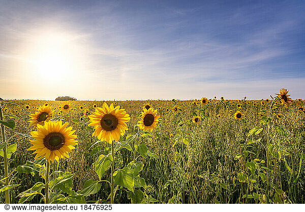 Sunflowers blooming in field on sunny day
