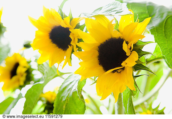 Sunflowers  close up