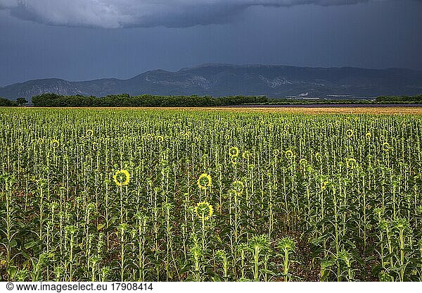 Sunflowers (Helianthus annuus)  sunflower field  thunderstorm atmosphere  Provence  France  Europe