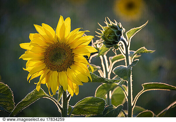 Sunflowers (Helianthus)  near Tarporley  Cheshire  England  United Kingdom  Europe