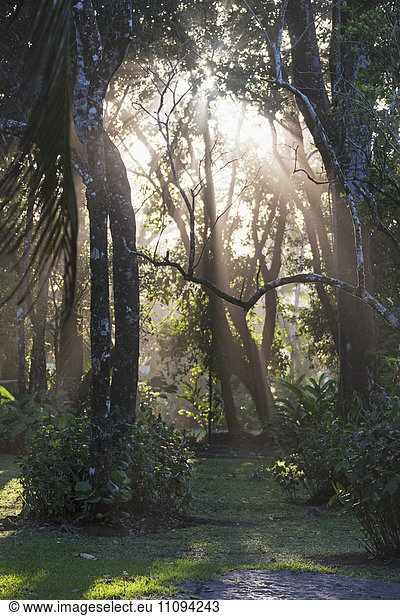 Sunlight breaking through trees in forest  Costa Rica