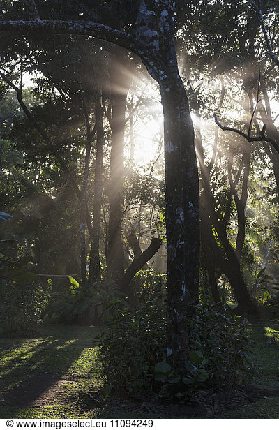 Sunlight breaking through trees in forest  Costa Rica