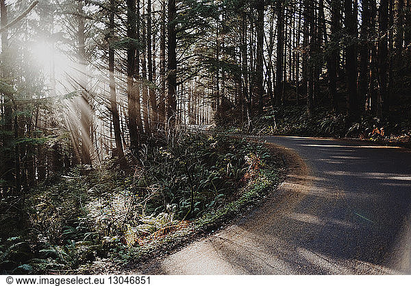 Sunlight emitting through trees on road in forest