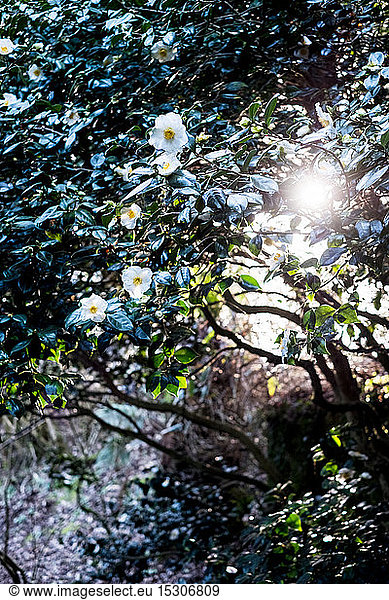 Sunlight filtering through branches of tree with white blossoms.