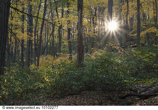 Sunlight filtering through the trees in a forest in autumn.
