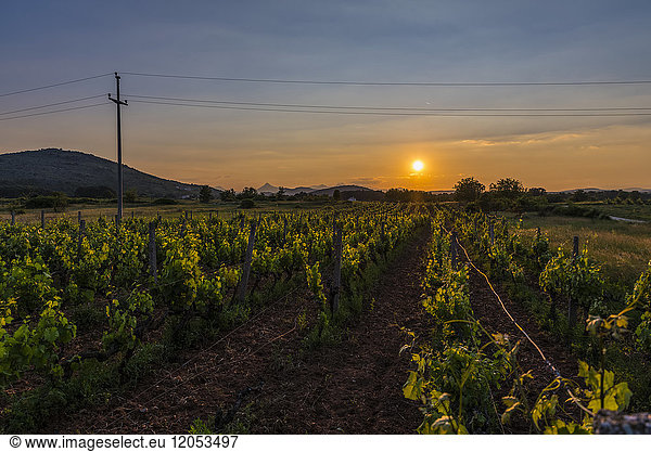 Sunlight Illuminates A Vineyard At Sunset; Medjugorje  Bosnia And Herzegovina
