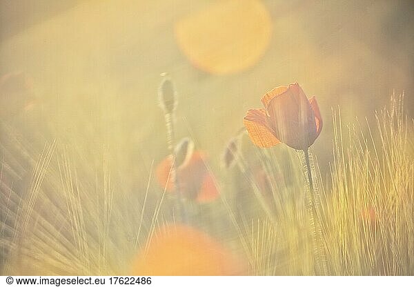 Sunlight illuminating poppies blooming in meadow