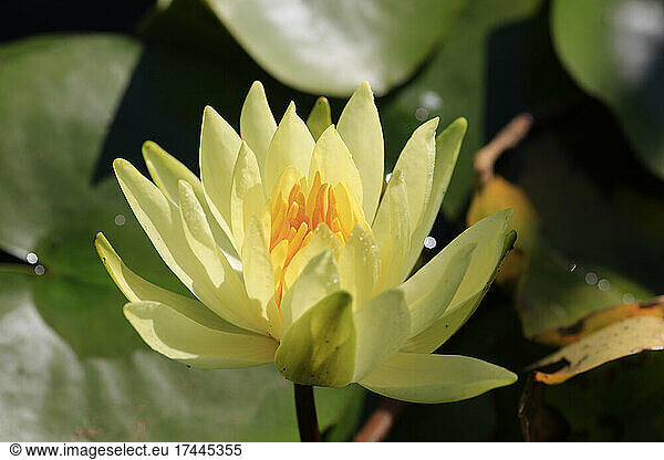 Sunlight on blossoming yellow water lily